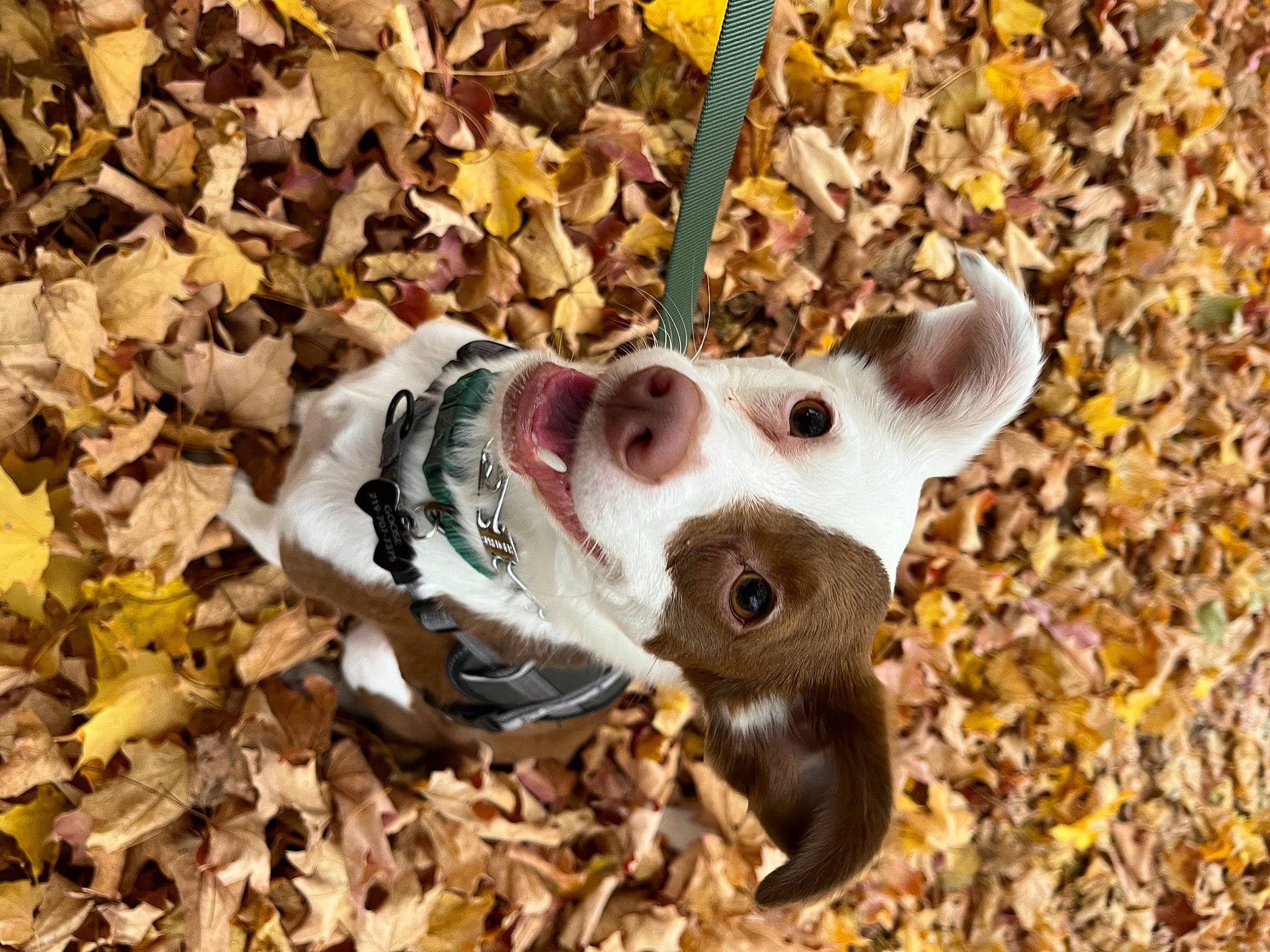 Goose joined the competition — help win amazing prizes! canidae, carnivore, companion_dog, dog, dog_breed, dog_clothes, fawn, fur, grass, leash, plant, snout, soil, sporting_group, tail, terrestrial_animal, whiskers, wildlife, wood, working_animal