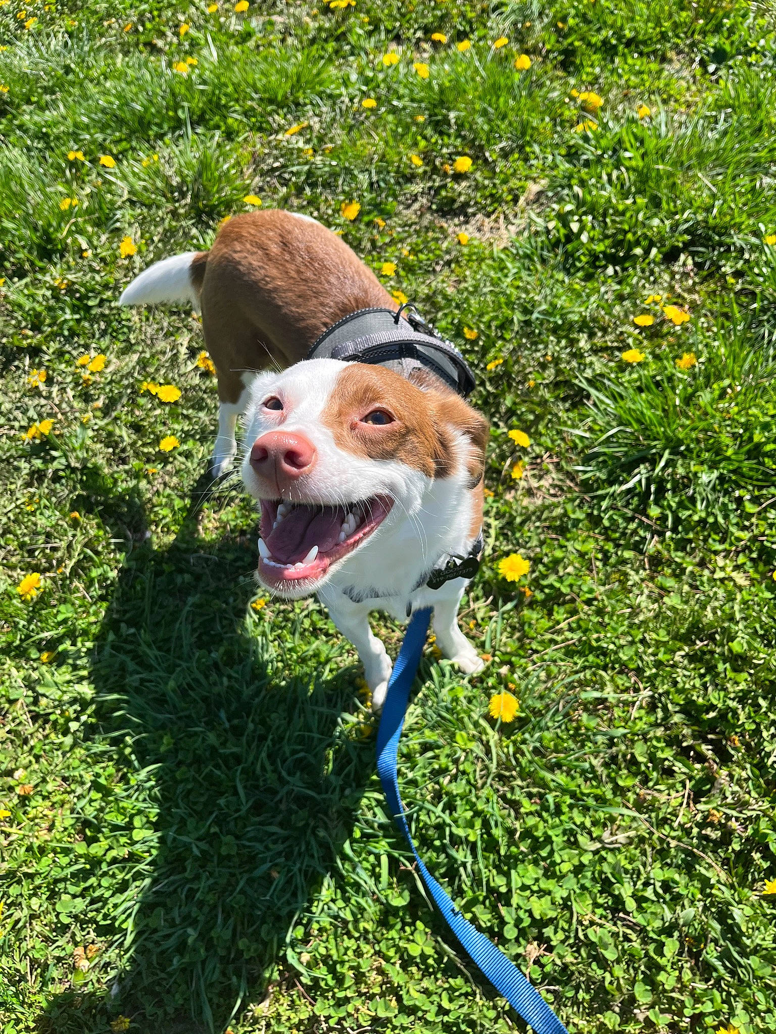 Goose is registered to the contest to win money with this photo: carnivore, collar, companion_dog, dog, dog_breed, dog_collar, fawn, flower, grass, grass_family, grassland, groundcover, happy, leash, meadow, people_in_nature, plant, smile, snout, working_animal