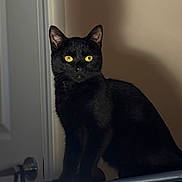Binx joined the competition — help win amazing prizes! black_cat, cat, indoor, pet, animal, yellow_eyes, feline, fur, domestic_cat, sitting, looking, shadow, door, household, soft_light, portrait, mammal, cute, whiskers, alert