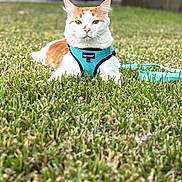 Keke is registered to the contest to win money with this photo: cat, orange_and_white_cat, harness, leash, grass, outdoor, pet, animal, feline, domestic_cat, relaxed, nature, backyard, greenery, closeup, sitting, calm, daylight, focus, portrait
