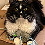 cat, black_and_white, fluffy, yellow_eyes, toy_mouse, cardboard_box, whiskers, paws, indoor, pet, cute, animal, feline, playful, fur, close_up, domestic_cat, resting, looking_at_camera, household