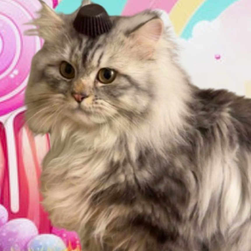 Mr.fluff joined the competition — help win amazing prizes! abyssinian, angora, animal, art, brasssection, cap, cat, clothing, envelope, greetingcard, hat, horn, kitten, mail, manx, musicalinstrument, painting, pet, siamese, toy