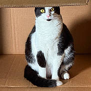 Beans is registered to the contest to win money with this photo: cat, black_and_white, sitting, cardboard_box, yellow_eyes, fur, pet, animal, indoor, alert, whiskers, tail, cute, feline, domestic_cat, looking, closeup, box, texture, shadow
