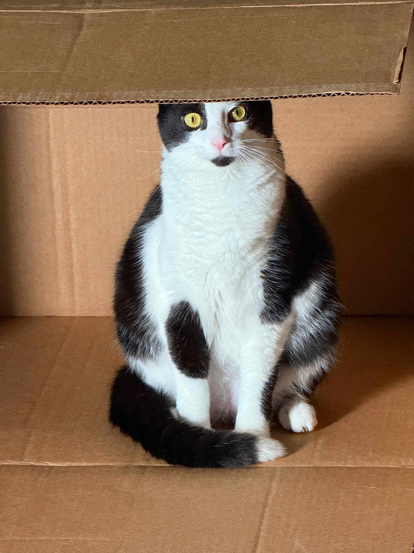 Beans is registered to the contest to win money with this photo: cat, black_and_white, sitting, cardboard_box, yellow_eyes, fur, pet, animal, indoor, alert, whiskers, tail, cute, feline, domestic_cat, looking, closeup, box, texture, shadow