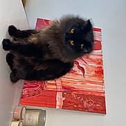 Oscar George is registered to the contest to win money with this photo: animal, artwork, black_cat, candles, canvas, cat, cozy, fluffy, fur, home_decor, indoor, interior, jars, painting, pet, portrait, sitting, tabletop, window_light, yellow_eyes