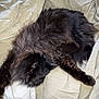 bed, bedding, black_cat, blanket, cat, comforter, cozy, ear, fur, indoor, long_hair, nap, paw, pet, portrait, relaxed, sheets, sleeping, texture, whiskers