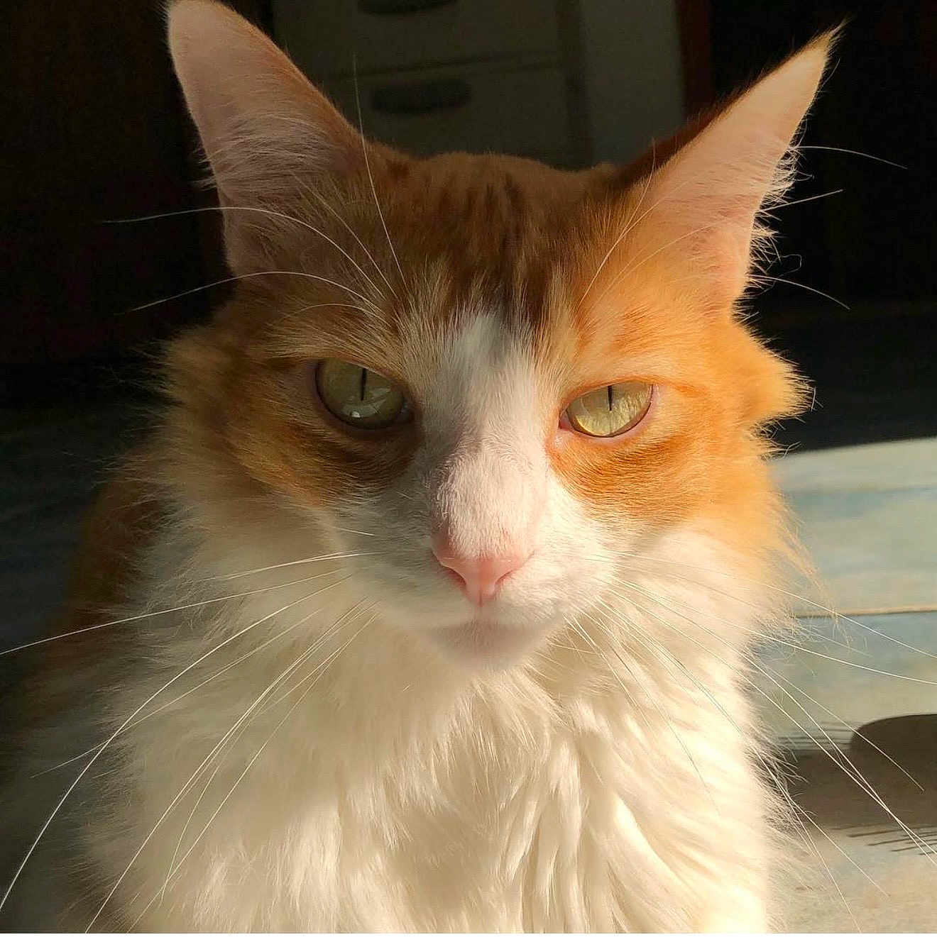 Dyson joined the competition — help win amazing prizes! cat, orange_cat, white_fur, green_eyes, whiskers, indoor, sunlight, portrait, close_up, pet, feline, fluffy, animal, domestic_cat, cute, calm, soft_light, fur, ears, face