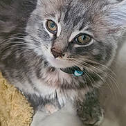 Amicia is registered to the contest to win money with this photo: kitten, cat, gray_fur, tabby, collar, close_up, pet, whiskers, soft_texture, indoor, resting, cute, young_cat, animal, feline, domestic_cat, bed, fabric, household, blurred_background