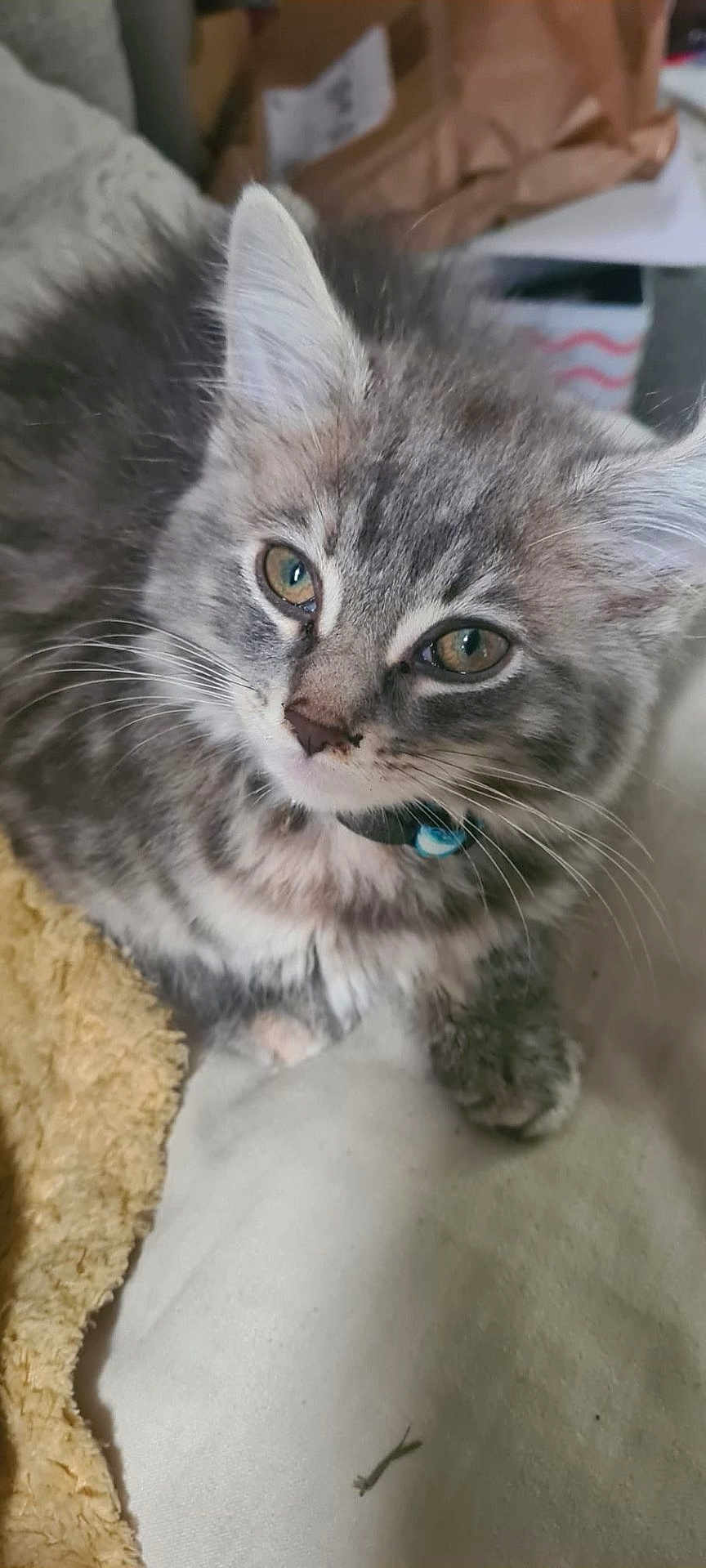 Amicia is registered to the contest to win money with this photo: kitten, cat, gray_fur, tabby, collar, close_up, pet, whiskers, soft_texture, indoor, resting, cute, young_cat, animal, feline, domestic_cat, bed, fabric, household, blurred_background