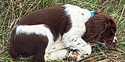 Arès participe au concours pour gagner de l'argent avec cette photo : puppy, dog, sleeping, grass, outdoor, brown, white, collar, nature, animal, cute, young, fur, peaceful, resting, closeup, pet, laying, relaxed, canine