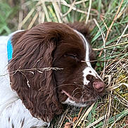 Arès a rejoint le concours — aidez-le/la à gagner de superbes lots ! dog, sleeping, brown_and_white, grass, outdoor, nature, closeup, fur, paw, resting, peaceful, canine, ear, nose, whiskers, collar, animal, relaxation, quiet, summer