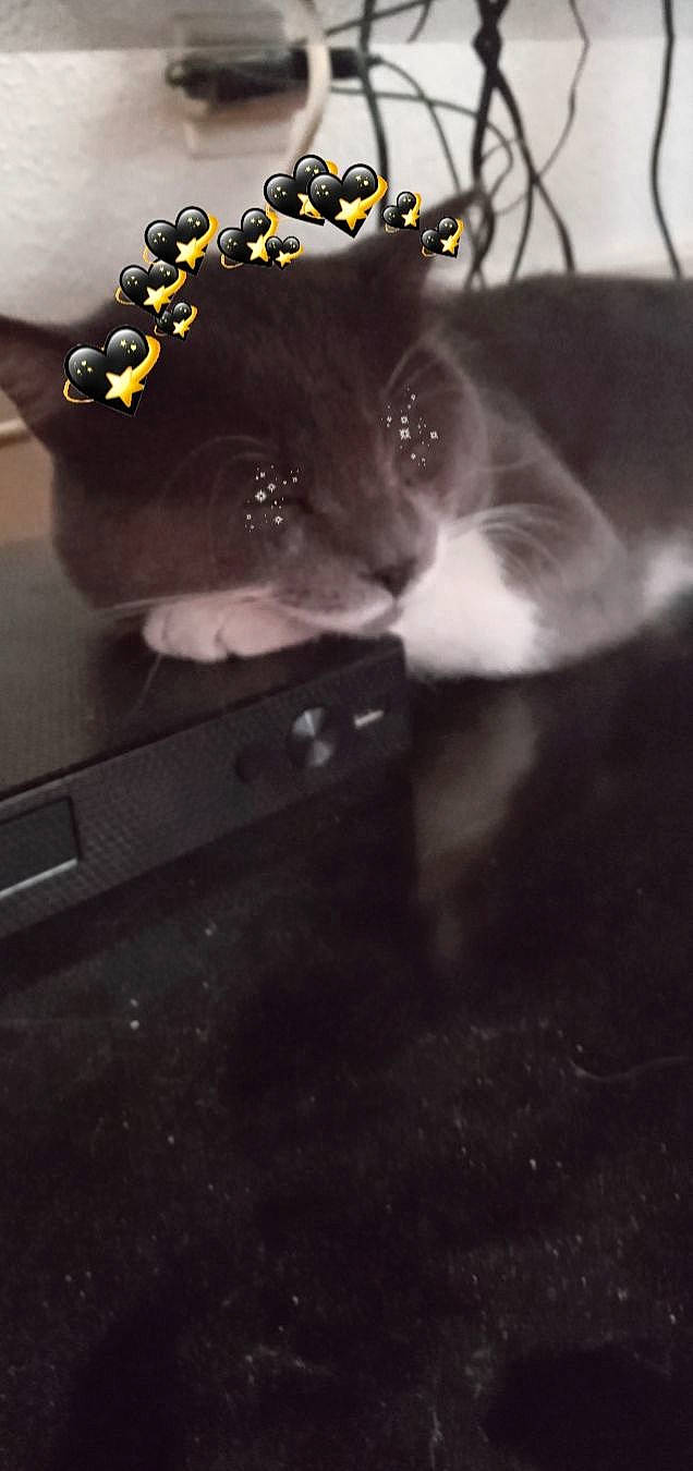 Doc is registered to the contest to win money with this photo: audio_equipment, automotive_lighting, black_cat, carnivore, cat, darkness, domestic_short_haired_cat, ear, eyewear, fashion_accessory, felidae, flooring, fur, grey, jewellery, paw, small_to_medium_sized_cats, still_life_photography, tail, whiskers