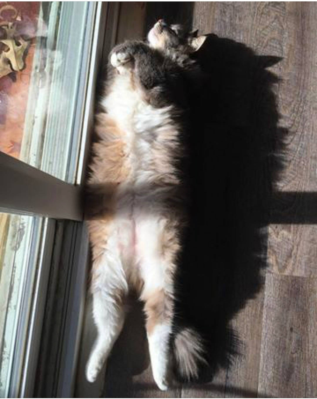 Sergie joined the competition — help win amazing prizes! canidae, carnivore, cat, domestic_long_haired_cat, felidae, fur, kitten, maine_coon, norwegian_forest_cat, photo_caption, polydactyl_cat, small_to_medium_sized_cats, sporting_group, square, tail, whiskers, window