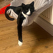 Taz joined the competition — help win amazing prizes! cat, black_and_white, hammock, indoor, wooden_floor, relaxed, pet, paw, feline, cozy, lounge, fur, domestic_animal, whiskers, animal, resting, cute, home, scratcher, playful