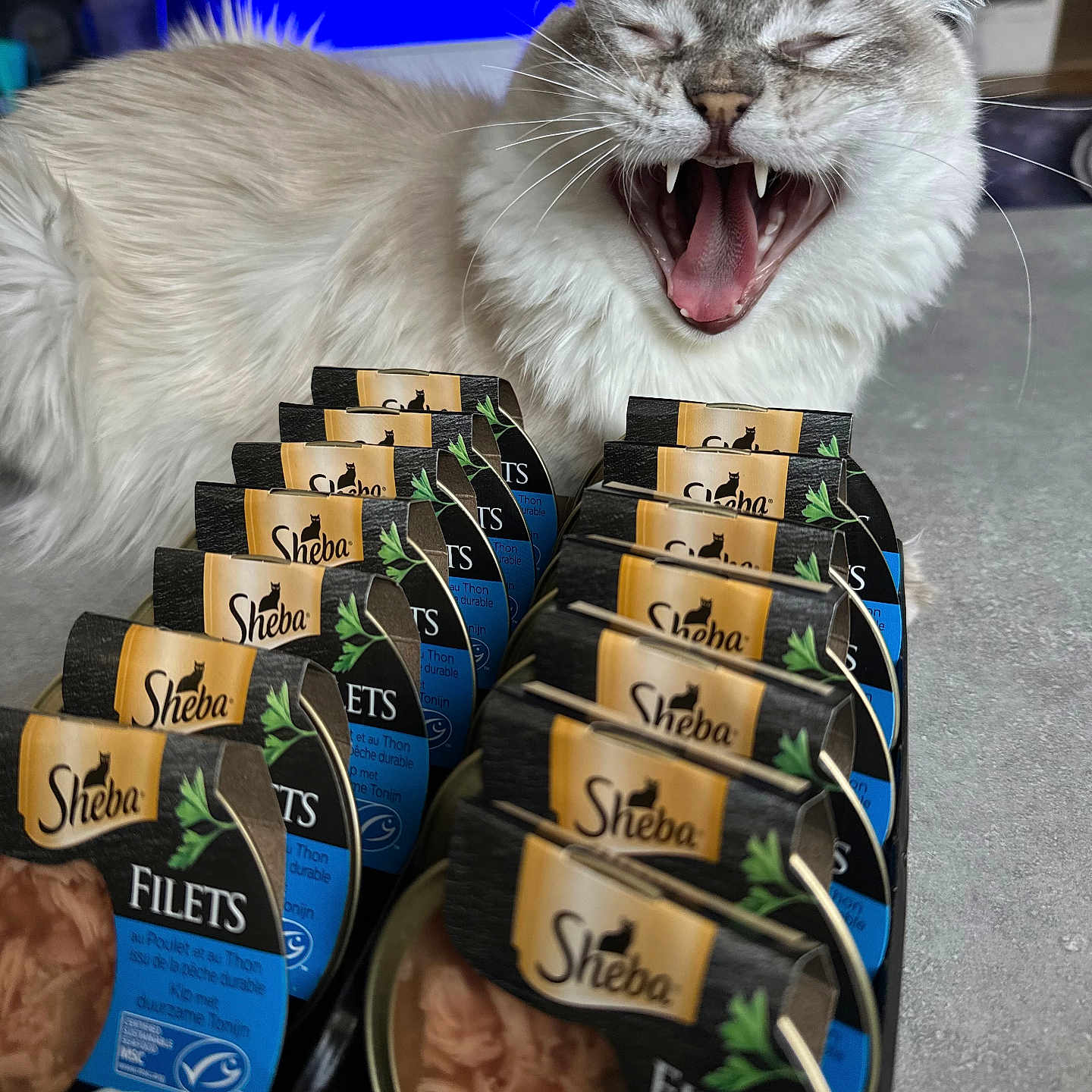 Picsou participe au concours pour gagner de l'argent avec cette photo : animal, blue_light, cans, cat, cat_food, close_up, countertop, domestic_cat, feline, food, fur, indoor, kitchen, mouth_open, packaging, pet, rows, tabby, whiskers, yawning