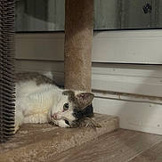 Lou a rejoint le concours — aidez-le/la à gagner de superbes lots ! cat, cat_tree, scratch_post, window, indoor, furry, green_eyes, lounging, pet, hardwood_floor, cozy, relaxed, whiskers, paw, upholstery, floor, reflection, toy, closeup, domestic
