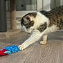 Lou participe au concours pour gagner de l'argent avec cette photo : cat, tabby, white_fur, pet, playing, paw, toy, blue_toy, hardwood_floor, indoor, cat_tree, window, whiskers, close_up, focus, domestic_animal, curiosity, stretching, floor, pet_playtime