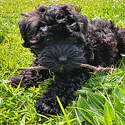 Seiko a rejoint le concours — aidez-le/la à gagner de superbes lots ! animal, black_dog, closeup, curly_fur, daisies, dog, flowers, fluffy, garden, grass, greenery, lying_down, meadow, nature, outdoor, pet, playful, puppy, stick, sunlight