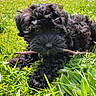 animal, black_dog, closeup, curly_fur, daisies, dog, flowers, fluffy, garden, grass, greenery, lying_down, meadow, nature, outdoor, pet, playful, puppy, stick, sunlight