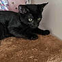 alert, animal, black_cat, brown, cat_perch, closeup, colorful, cute, ears, eyes, fabric, furniture, fuzzy, indoor, kitten, pet, pink, unicorn_pattern, whiskers, young_cat