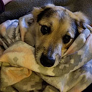 Maggie is registered to the contest to win money with this photo: dog, blanket, cozy, indoor, pet, fur, snuggle, comfort, closeup, animal, cute, warm, relax, soft, face, eyes, resting, canine, home, portrait