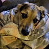 dog, blanket, cozy, indoor, pet, fur, snuggle, comfort, closeup, animal, cute, warm, relax, soft, face, eyes, resting, canine, home, portrait