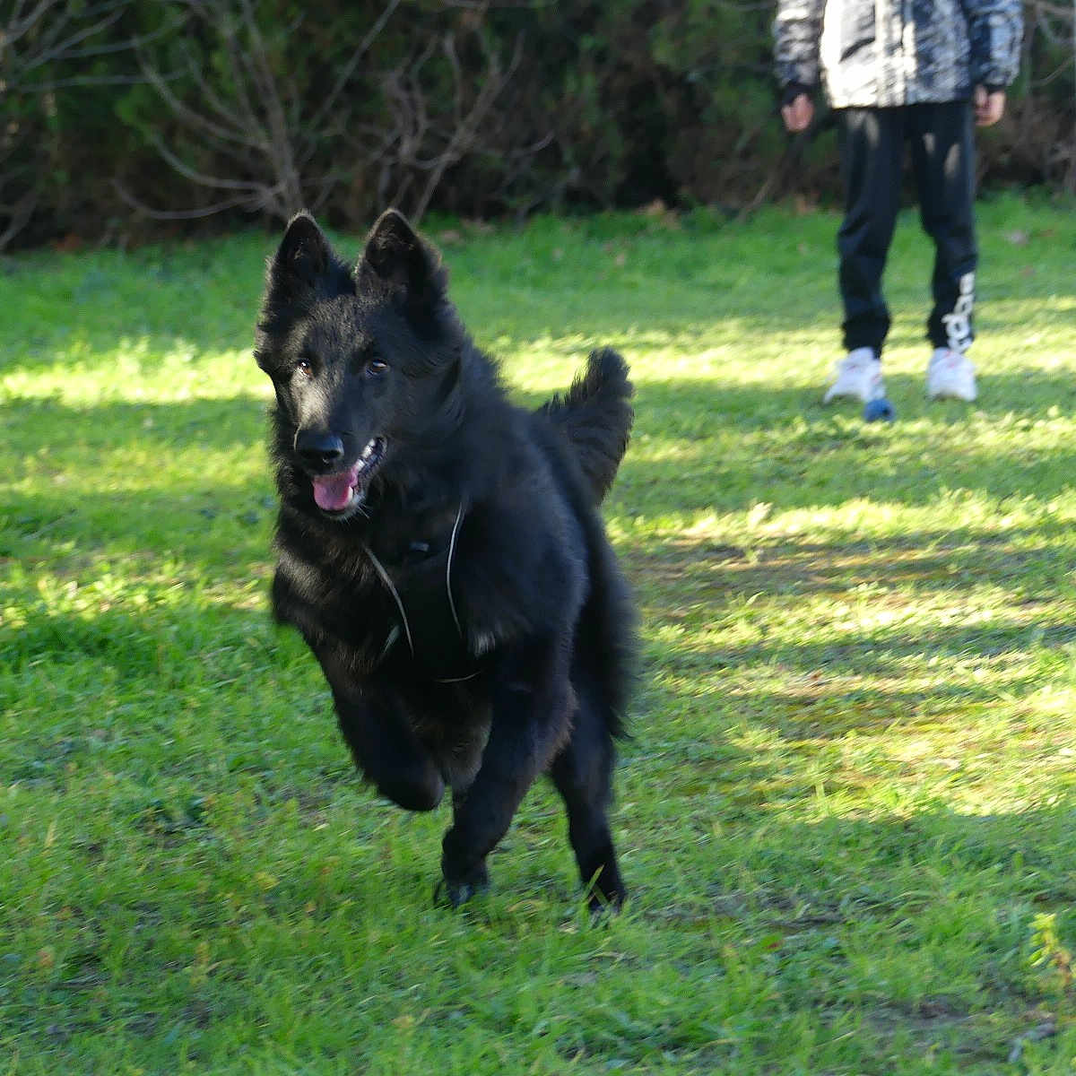 U'Kobe De La Lignée Royale