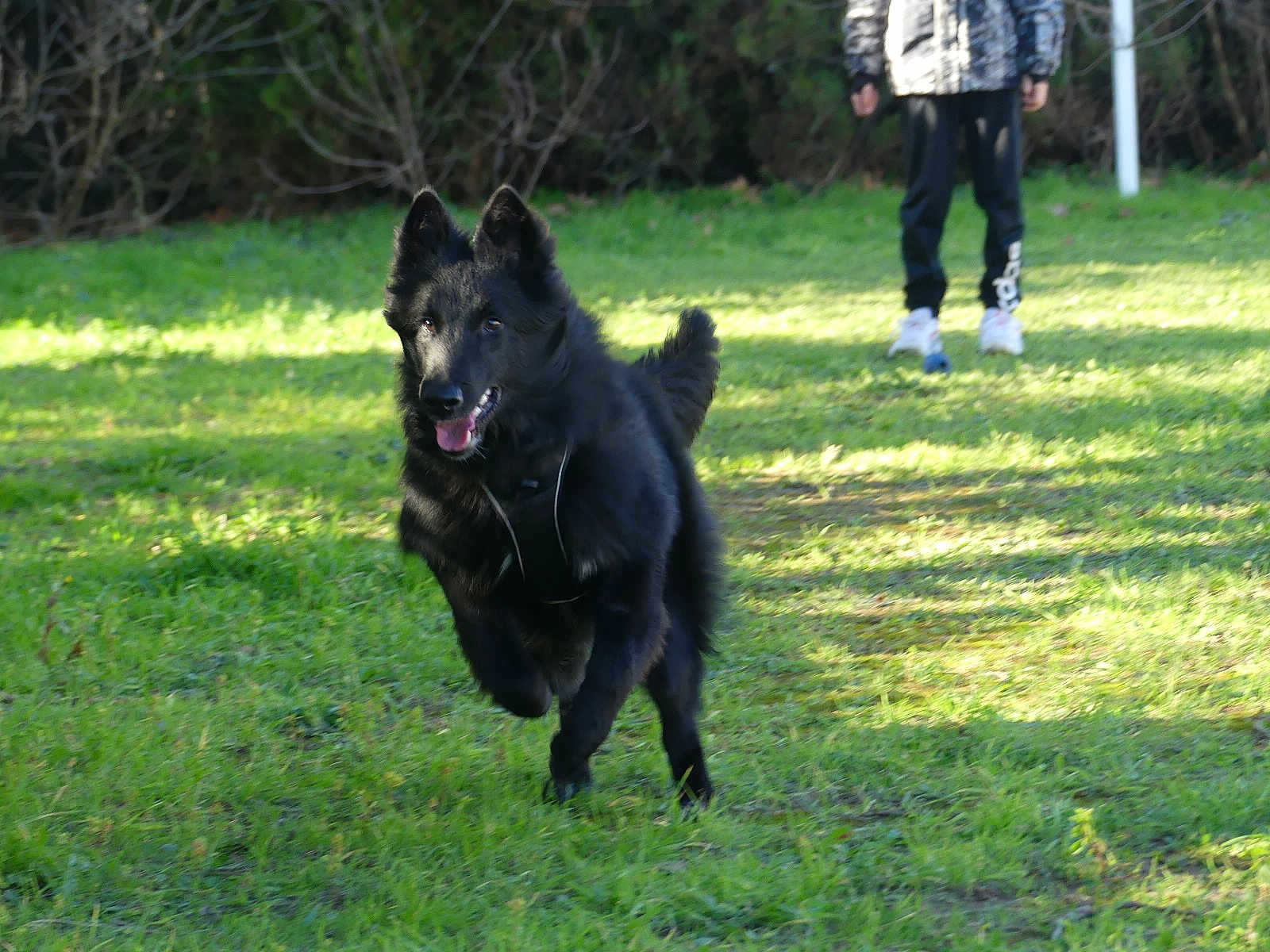 U'Kobe De La Lignée Royale