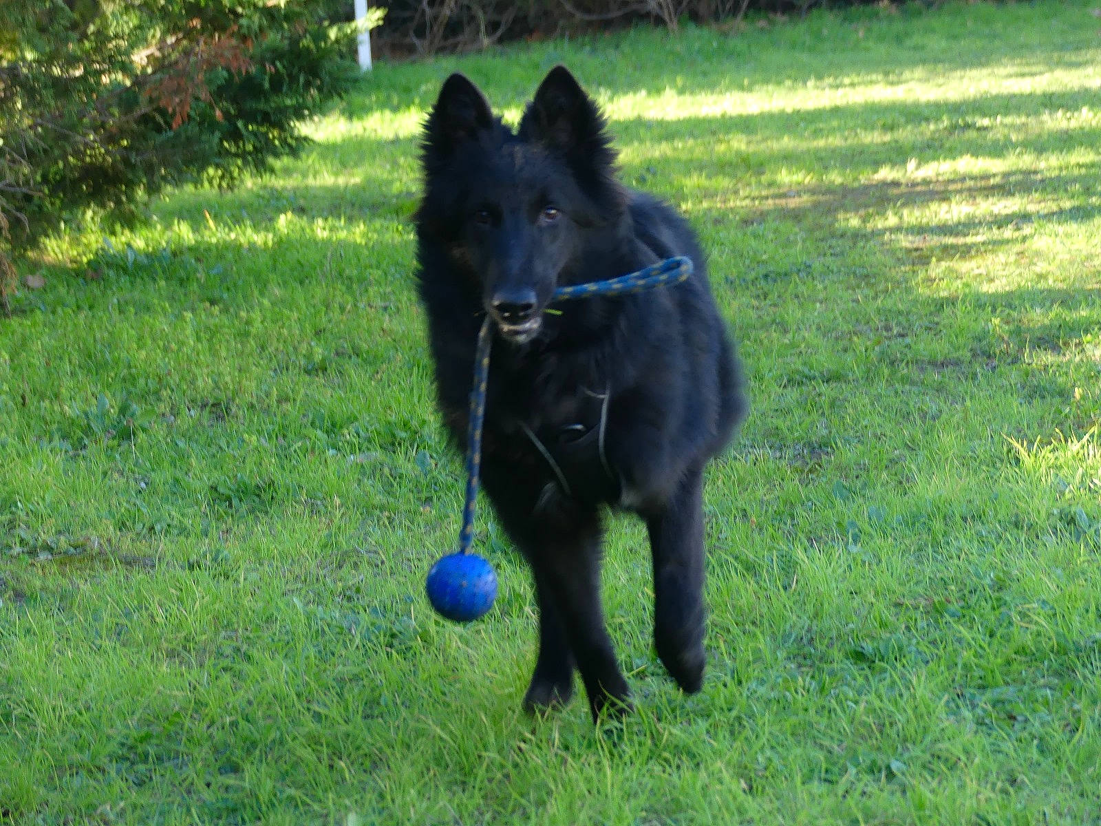 U'Kobe De La Lignée Royale a rejoint le concours — aidez-le/la à gagner de superbes lots ! ball, canidae, carnivore, companion_dog, dog, dog_breed, dog_supply, electric_blue, grass, grassland, lawn, plant, snout, sporting_group, sports_equipment, tail, terrestrial_animal, tree, working_animal, working_dog