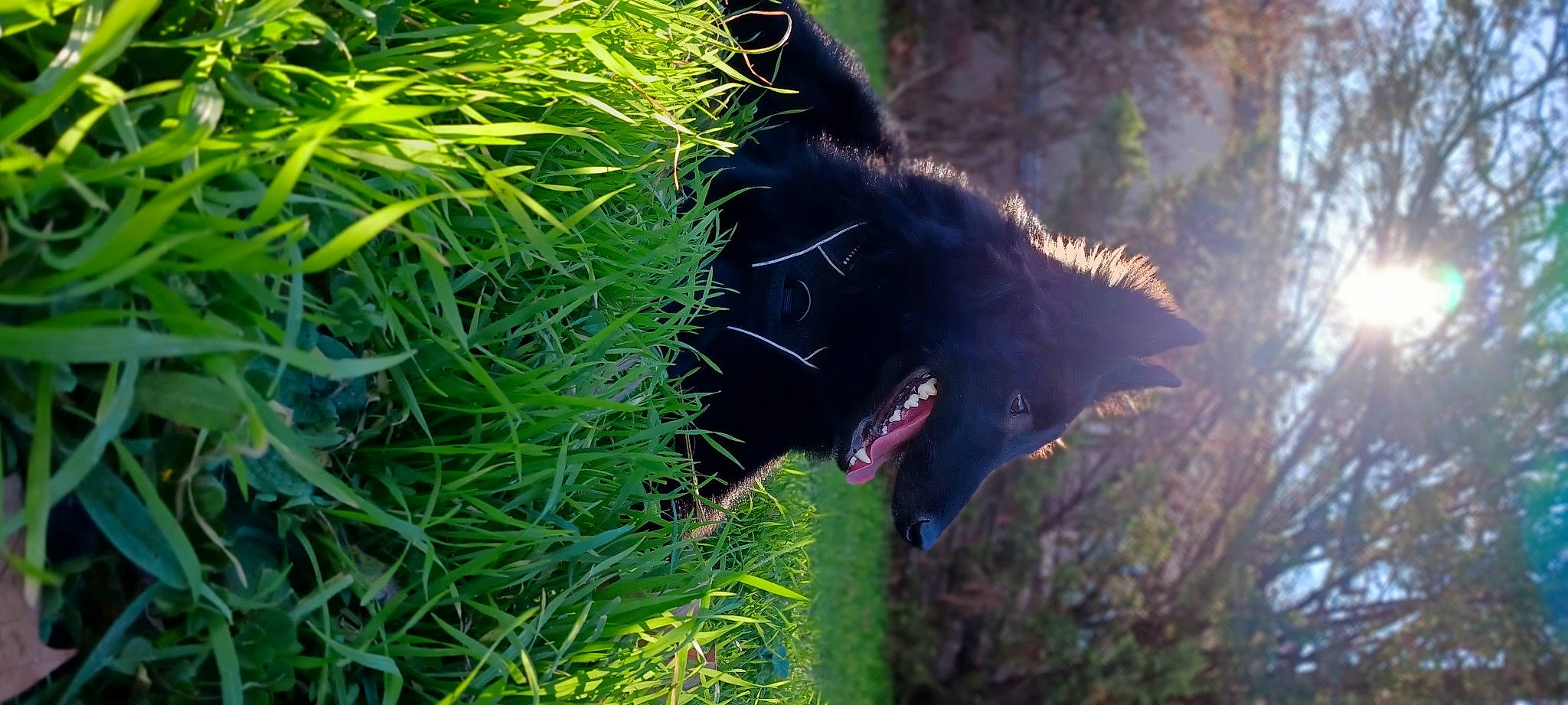 U'Kobe De La Lignée Royale a rejoint le concours — aidez-le/la à gagner de superbes lots ! canidae, carnivore, cat, dog_breed, felidae, fur, grass, groundcover, plant, shrub, small_to_medium_sized_cats, snout, sporting_group, tail, terrestrial_animal, terrestrial_plant, tree, vegetation, whiskers, wildlife