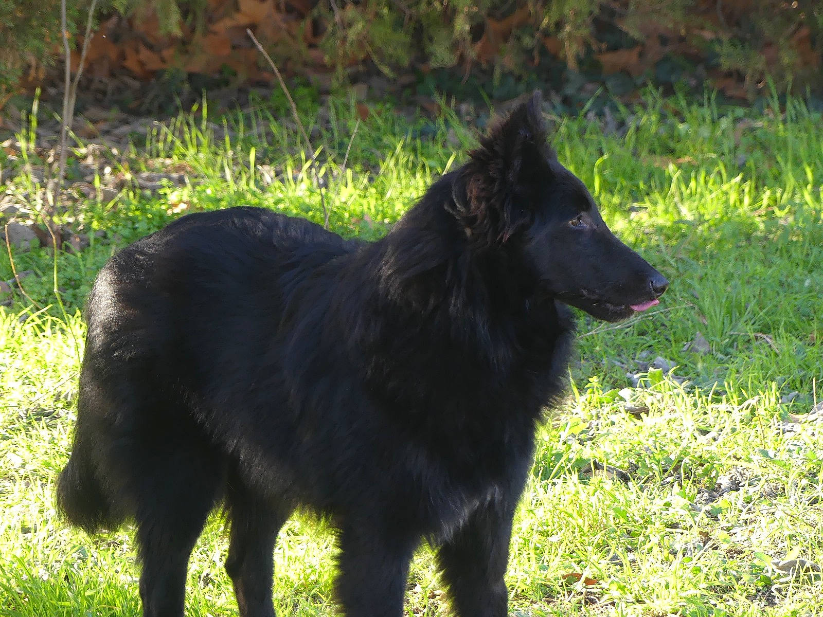 U'Kobe De La Lignée Royale participe au concours pour gagner de l'argent avec cette photo : black_norwegian_elkhound, canidae, carnivore, dog, dog_breed, fur, grass, grassland, guard_dog, herding_dog, plant, snout, sporting_group, tail, terrestrial_animal, wildlife, working_animal, working_dog
