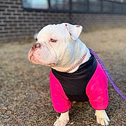 Lily is registered to the contest to win money with this photo: dog, bulldog, white_dog, pet, animal, jacket, pink_jacket, black_jacket, leash, outdoor, grass, brick_wall, window, reflection, sitting, portrait, canine, cute, domestic_animal, daytime