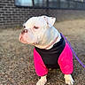 dog, bulldog, white_dog, pet, animal, jacket, pink_jacket, black_jacket, leash, outdoor, grass, brick_wall, window, reflection, sitting, portrait, canine, cute, domestic_animal, daytime