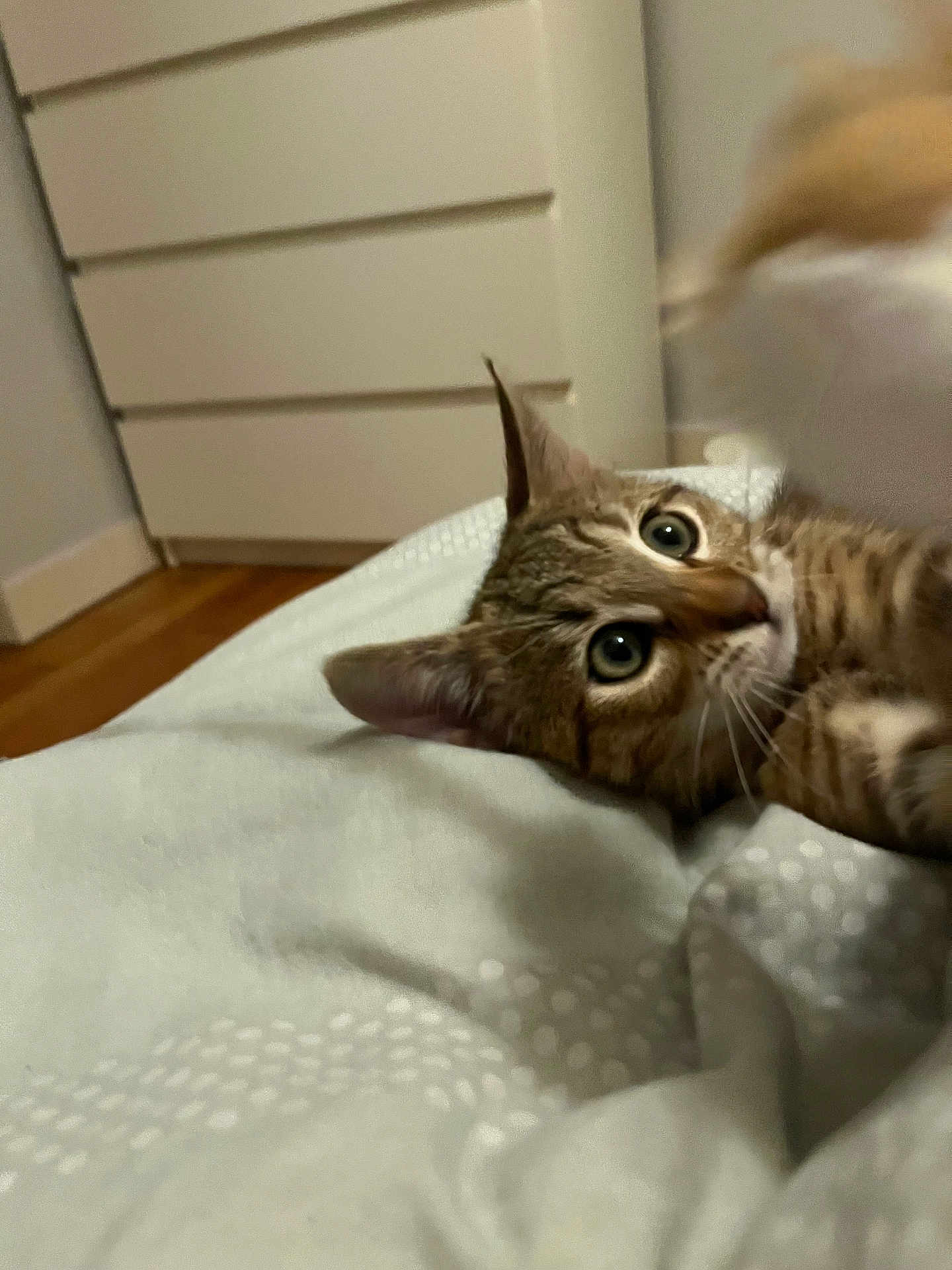 Arya