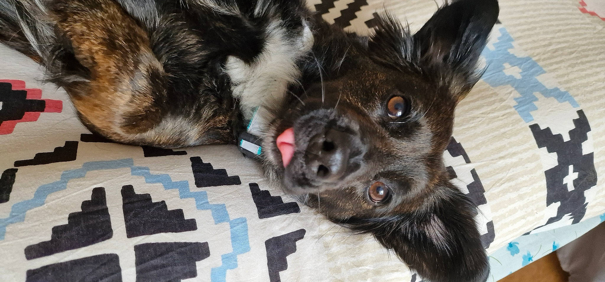 Rubis participe au concours pour gagner de l'argent avec cette photo : canidae, carnivore, claw, comfort, companion_dog, dog, dog_breed, ear, fawn, felidae, foot, fur, liver, paw, small_to_medium_sized_cats, snout, sporting_group, tail, whiskers, working_animal