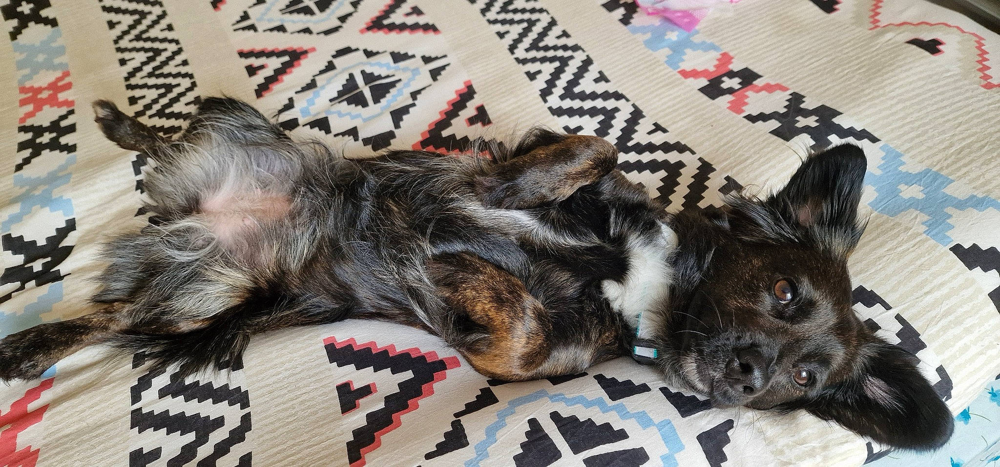 Rubis a rejoint le concours — aidez-le/la à gagner de superbes lots ! canidae, carnivore, cat, claw, comfort, companion_dog, dog_breed, domestic_short_haired_cat, felidae, fur, grey, linens, pattern, paw, small_to_medium_sized_cats, snout, sporting_group, tail, textile, whiskers