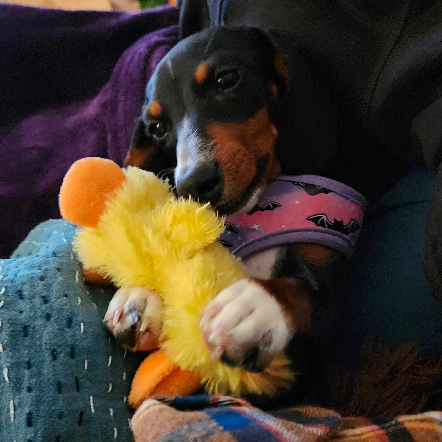 Violet joined the competition — help win amazing prizes! animal, ball, blanket, canine, chair, couch, cushion, dog, furniture, homedecor, hound, person, pet, plush, puppy, sleeping, sport, tennis, tennisball, toy