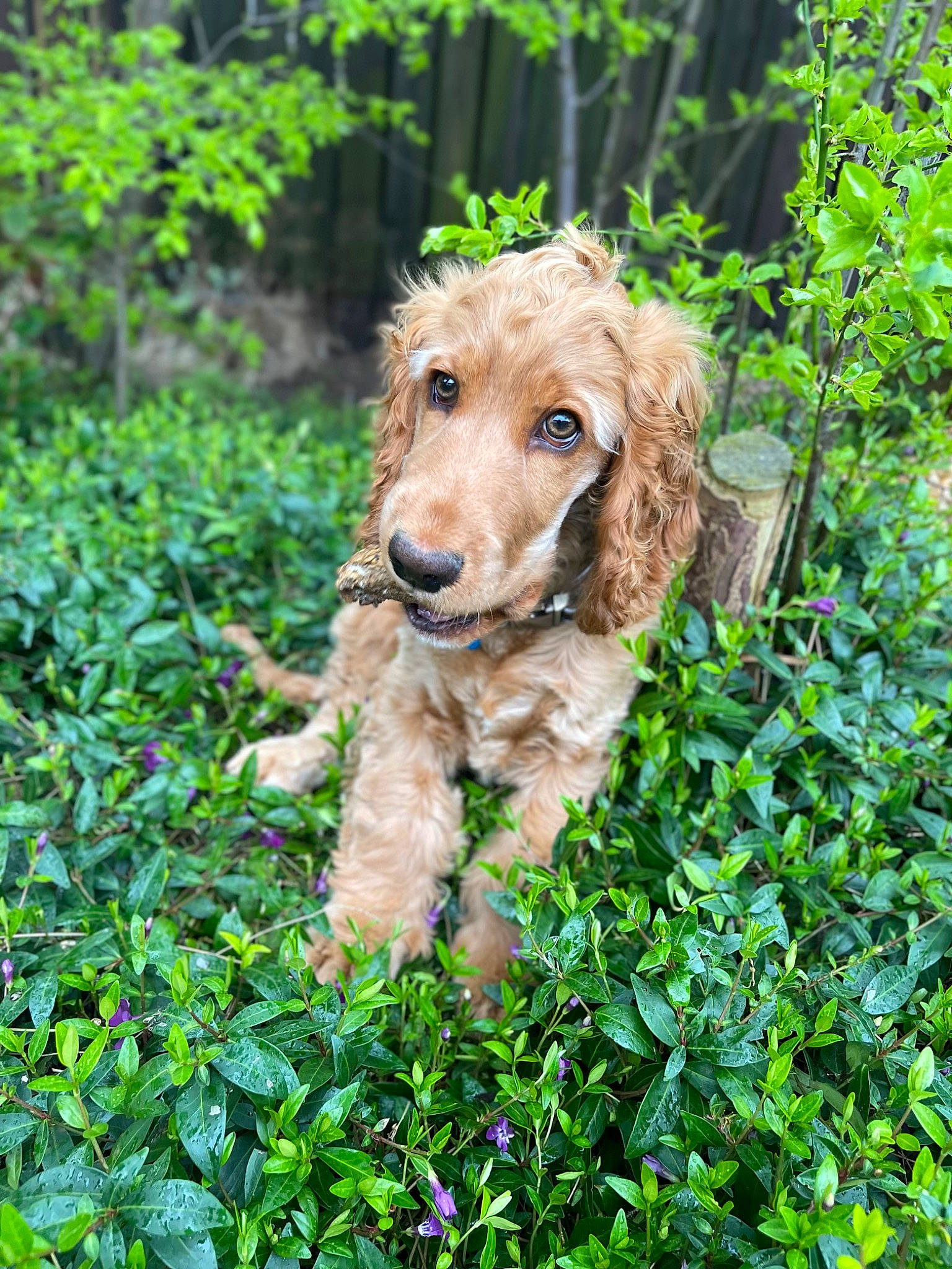 Harry is registered to the contest to win money with this photo: canidae, carnivore, companion_dog, dog, dog_breed, grass, groundcover, hunting_dog, liver, plant, shrub, spaniel, sporting_group, terrestrial_animal, terrestrial_plant, terrier, water_dog, working_animal