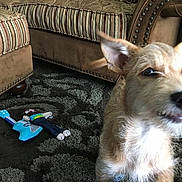 Brando is registered to the contest to win money with this photo: