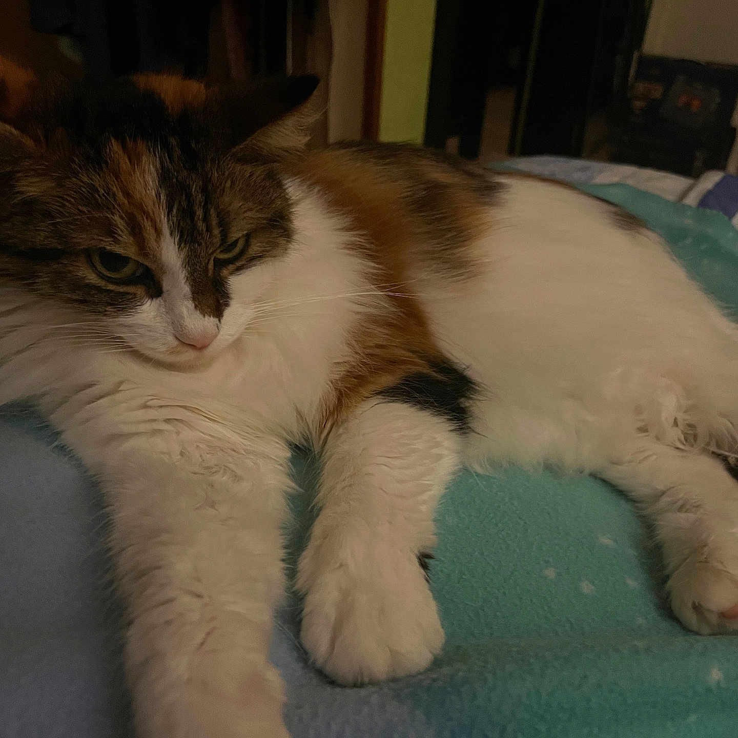 Pickatchou participe au concours pour gagner de l'argent avec cette photo : abyssinian, angora, animal, armchair, bed, blanket, cat, chair, couch, furniture, hardwood, indoors, kitten, manx, person, pet, siamese, sleeping, wood