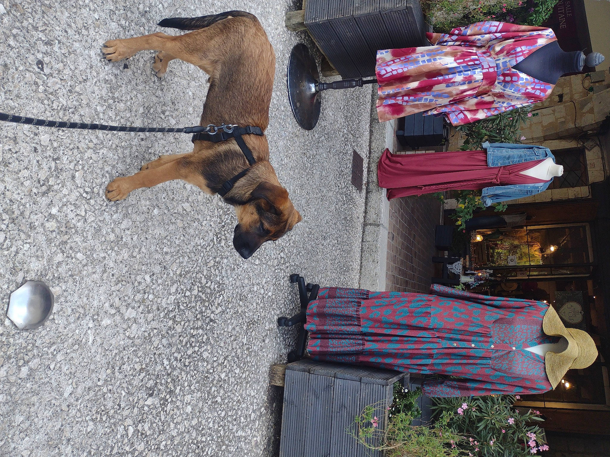 Dingo a rejoint le concours — aidez-le/la à gagner de superbes lots ! art, asphalt, canidae, companion_dog, concrete, dog, dog_breed, fawn, flowerpot, houseplant, leash, musical_instrument, plant, sidewalk, soil, street, tail, wall, working_animal