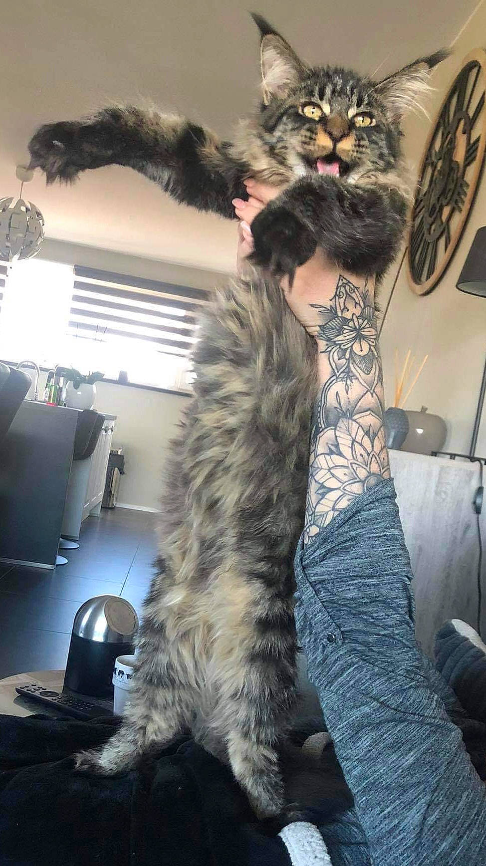 Muse participe au concours pour gagner de l'argent avec cette photo : animal_product, bicycles_equipment_and_supplies, carnivore, cat, claw, feather_boa, felidae, fur, fur_clothing, lamp, natural_material, paw, small_to_medium_sized_cats, tail, textile, vertebrate, whiskers, window_blind, window_covering, window_treatment