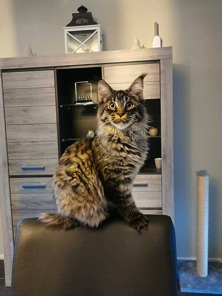 Muse participe au concours pour gagner de l'argent avec cette photo : cabinetry, carnivore, cat, chest_of_drawers, couch, cupboard, cylinder, drawer, dresser, felidae, fur, grey, home, home_accessories, living_room, shelf, small_to_medium_sized_cats, tail, vertebrate, whiskers