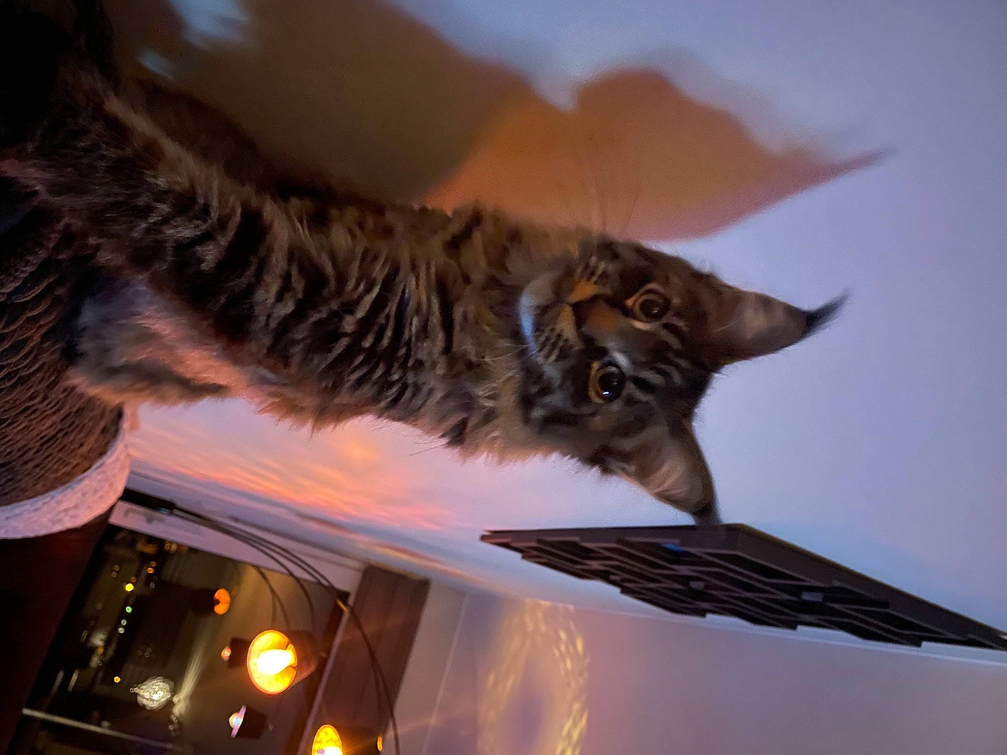 Muse a rejoint le concours — aidez-le/la à gagner de superbes lots ! carnivore, cat, felidae, fur, small_to_medium_sized_cats, whiskers