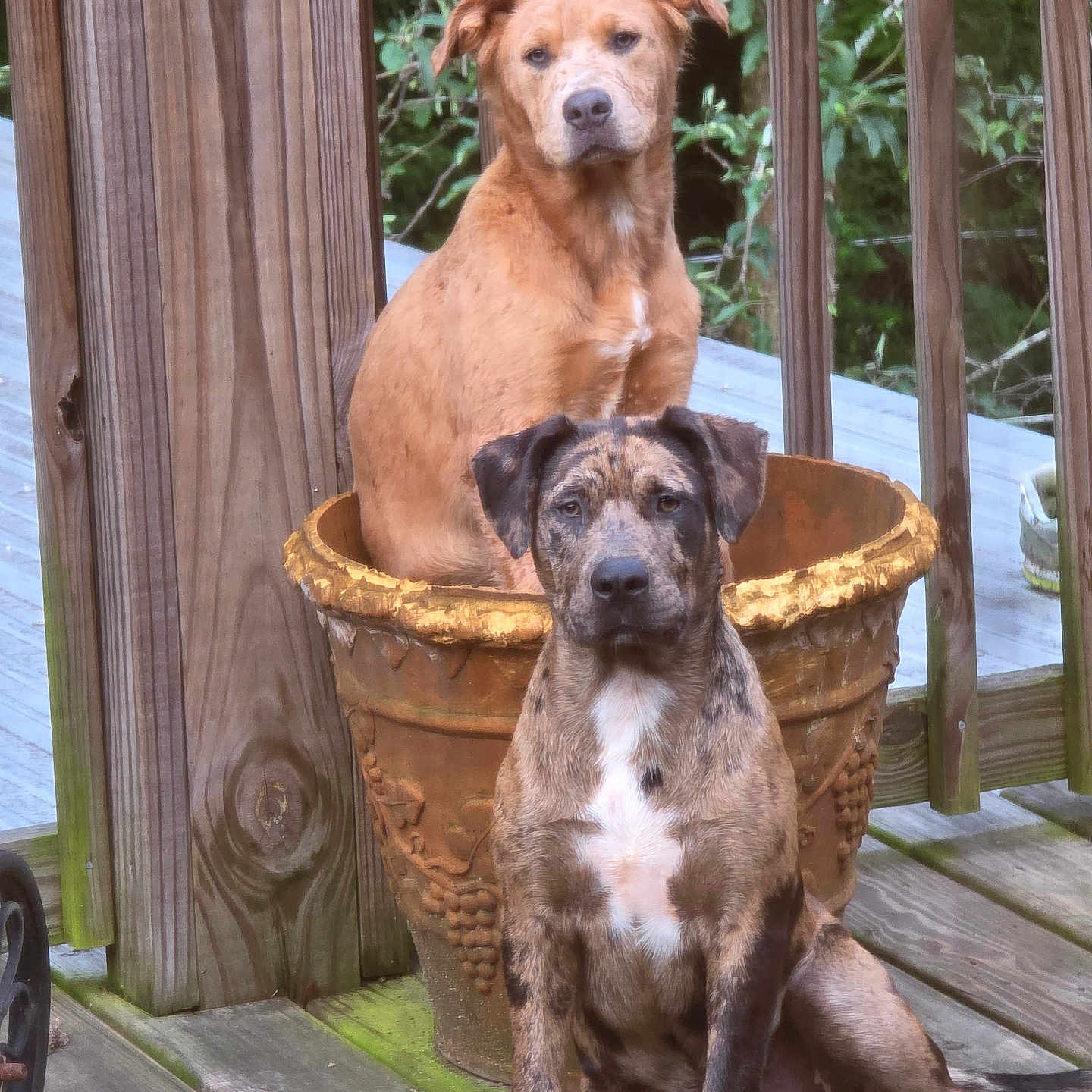 Delta And Beaux joined the competition — help win amazing prizes! animal, brindle_dog, brown_dog, canine, companions, deck, dog, domestic_animal, ears, face, flower_pot, greenery, looking, nature, outdoor, pet, portrait, sitting, tail, wooden_floor