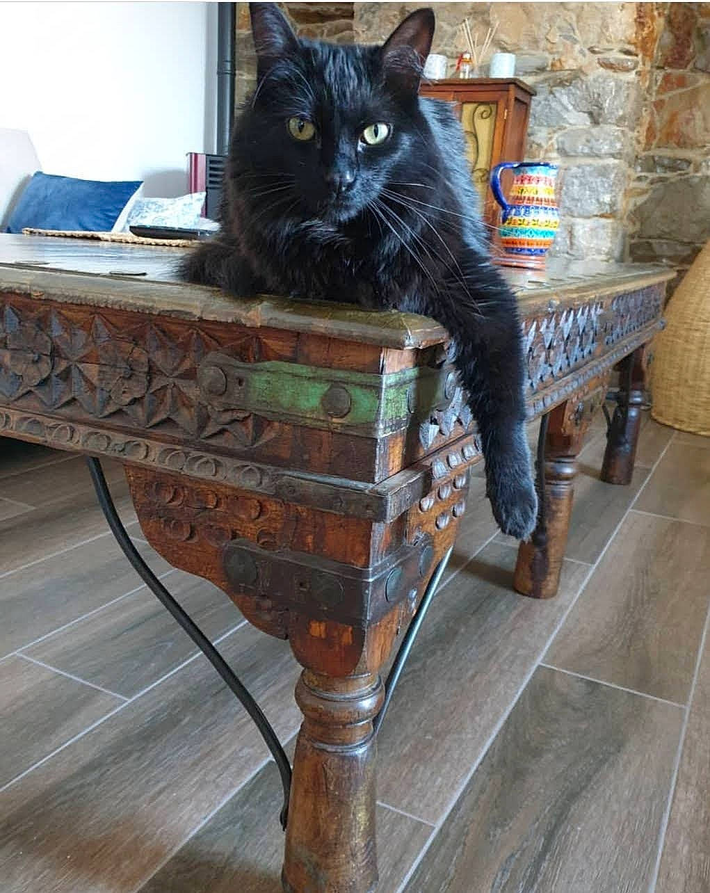 Bowie a rejoint le concours — aidez-le/la à gagner de superbes lots ! bombay, carnivore, cat, domestic_short_haired_cat, felidae, floor, flooring, flowerpot, furniture, hardwood, house, living_room, outdoor_furniture, plant, small_to_medium_sized_cats, table, tail, whiskers, wood, wood_stain