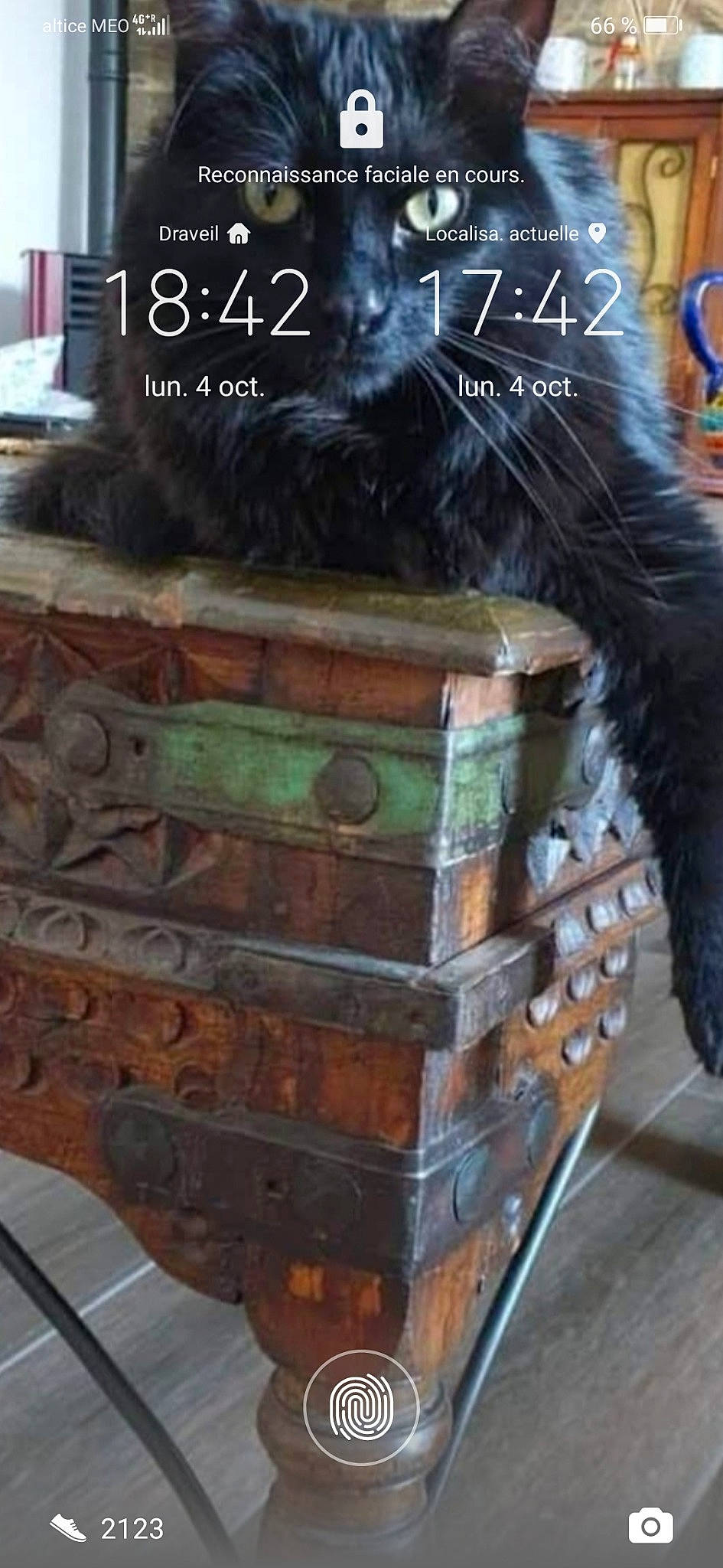 Bowie participe au concours pour gagner de l'argent avec cette photo : book_cover, carnivore, cat, chest_of_drawers, drawer, felidae, flooring, font, hardwood, liver, natural_material, publication, shelf, shelving, small_to_medium_sized_cats, tail, trunk, whiskers, wood, wood_stain