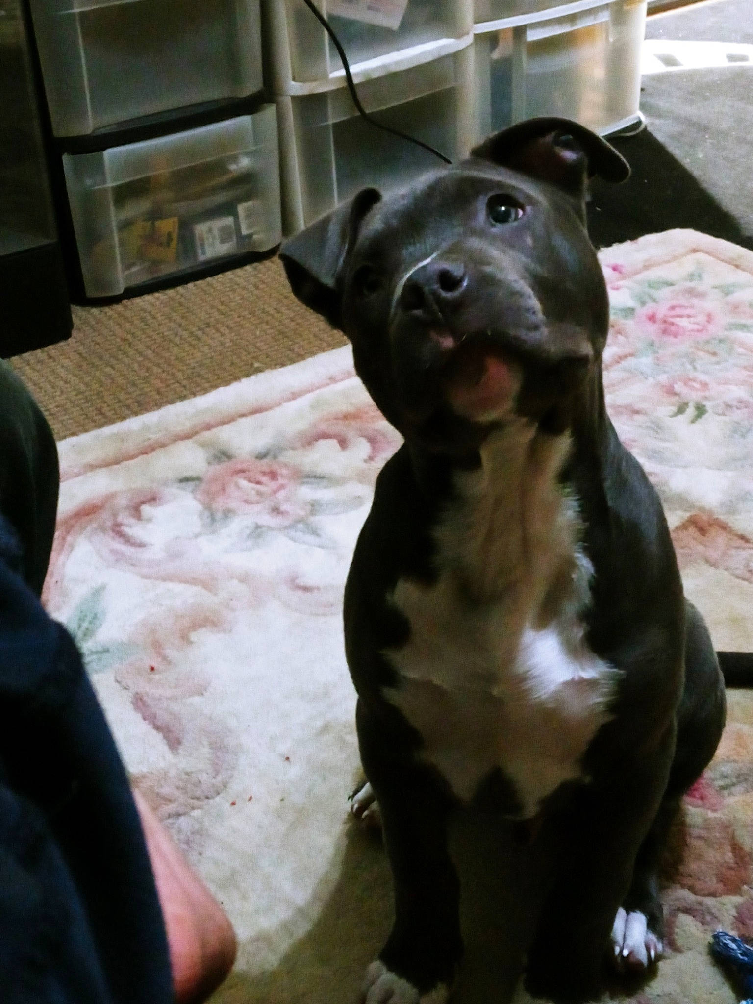 Sprocket is registered to the contest to win money with this photo: borador, canidae, carnivore, collar, companion_dog, dog, dog_breed, dog_collar, fawn, fur, guard_dog, hunting_dog, liver, non_sporting_group, snout, sporting_group, terrestrial_animal, whiskers, working_animal, working_dog