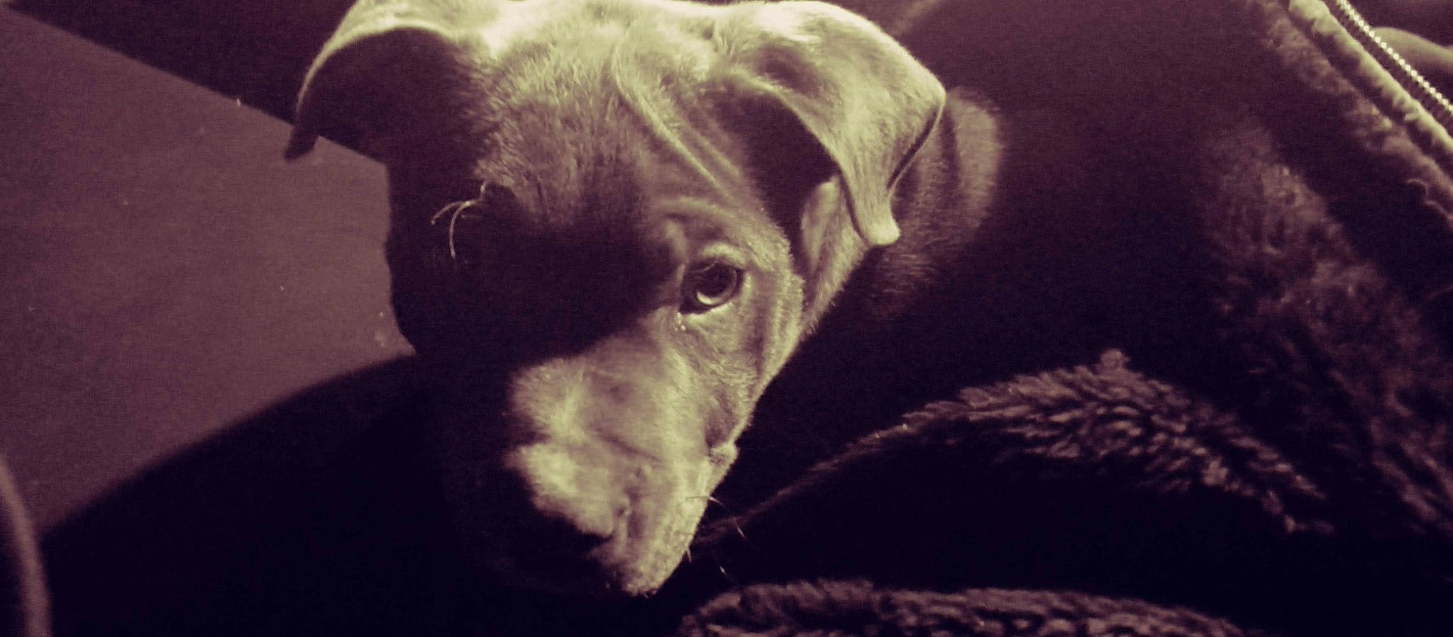 Sprocket is registered to the contest to win money with this photo: borador, canidae, carnivore, comfort, companion_dog, darkness, dog, dog_breed, fawn, fur, guard_dog, gun_dog, hunting_dog, liver, non_sporting_group, snout, sporting_group, terrestrial_animal, whiskers, working_animal