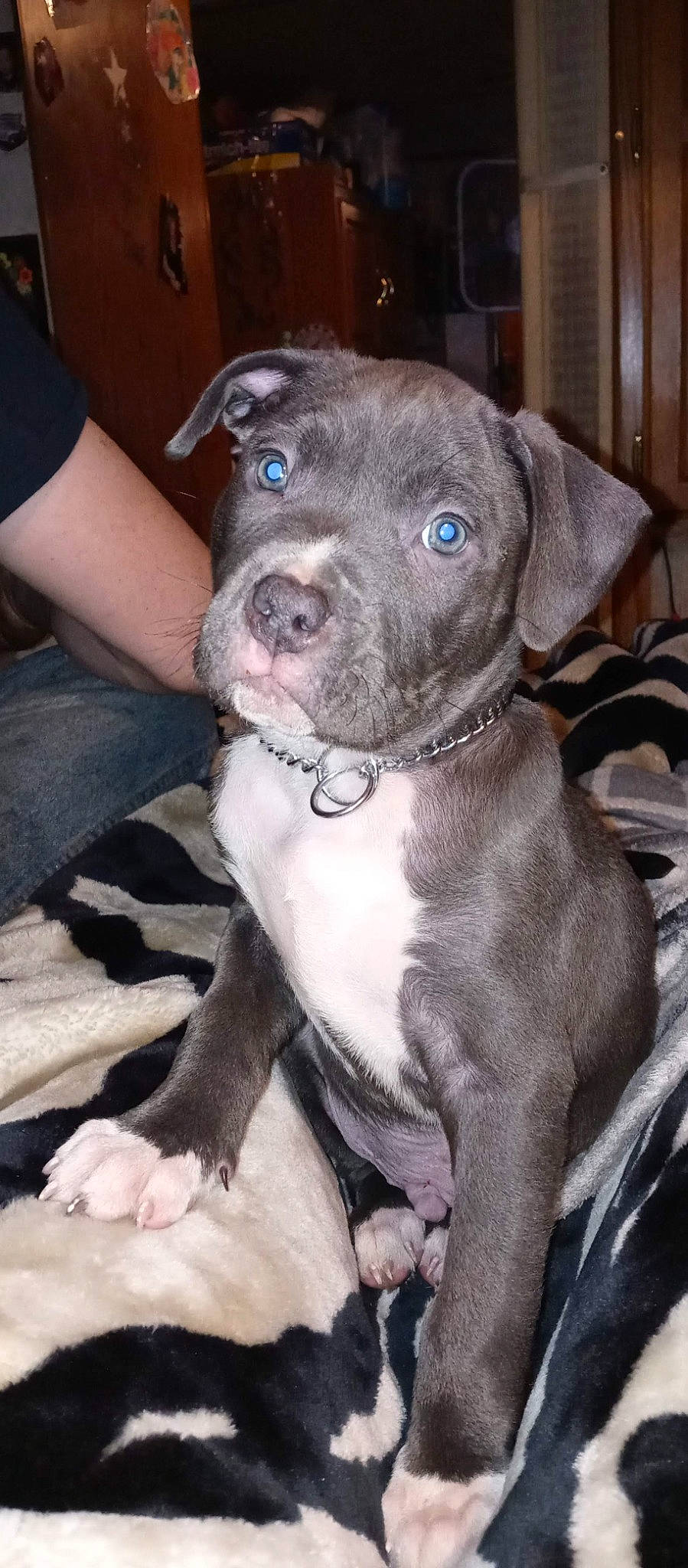 Sprocket is registered to the contest to win money with this photo: borador, canidae, carnivore, collar, companion_dog, dog, dog_breed, dog_collar, fawn, fur, gun_dog, liver, non_sporting_group, snout, sporting_group, whiskers, working_animal